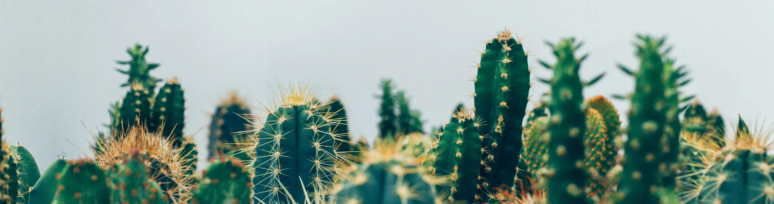 cacti